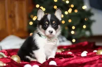 Snowman, a male Pembroke Welsh Corgi for sale in Dundee, OH – Photo 8 of 8
