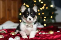 Snowman, a male Pembroke Welsh Corgi for sale in Dundee, OH – Photo 2 of 8
