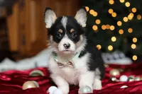 Snowman, a male Pembroke Welsh Corgi for sale in Dundee, OH – Photo 3 of 8
