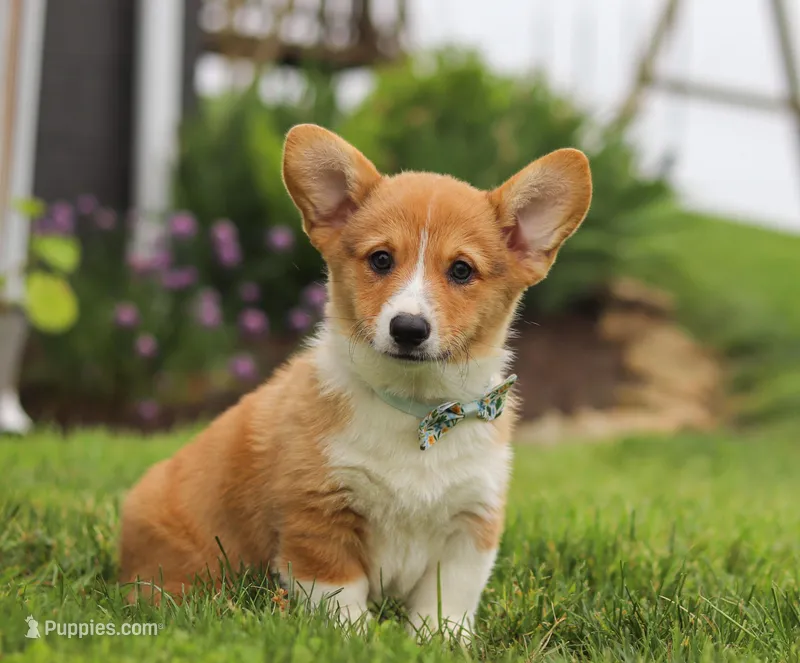 Duke, a male Pembroke Welsh Corgi for sale in Dundee, OH – Photo 1 of 7