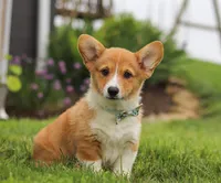 Duke, a male Pembroke Welsh Corgi for sale in Dundee, OH – Photo 1 of 7