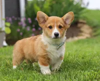 Duke, a male Pembroke Welsh Corgi for sale in Dundee, OH – Photo 2 of 7