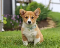 Duke, a male Pembroke Welsh Corgi for sale in Dundee, OH – Photo 3 of 7