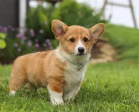 Duke, a male Pembroke Welsh Corgi for sale in Dundee, OH – Photo 6 of 7