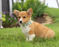 Duke, a male Pembroke Welsh Corgi for sale in Dundee, OH – Photo 4 of 7