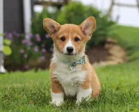 Duke, a male Pembroke Welsh Corgi for sale in Dundee, OH – Photo 7 of 7