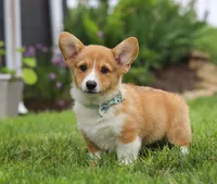Duke, a male Pembroke Welsh Corgi for sale in Dundee, OH – Photo 5 of 7
