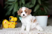 Randy, a male Cavapoo for sale in Dundee, OH – Photo 2 of 9