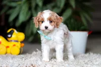 Randy, a male Cavapoo for sale in Dundee, OH – Photo 4 of 9