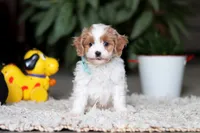 Randy, a male Cavapoo for sale in Dundee, OH – Photo 1 of 9