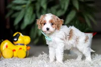 Randy, a male Cavapoo for sale in Dundee, OH – Photo 8 of 9