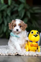 Randy, a male Cavapoo for sale in Dundee, OH – Photo 7 of 9