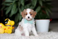 Randy, a male Cavapoo for sale in Dundee, OH – Photo 3 of 9