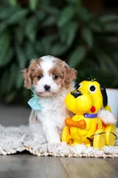 Randy, a male Cavapoo for sale in Dundee, OH – Photo 9 of 9