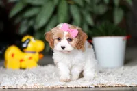 Rachelle, a female Cavapoo for sale in Dundee, OH – Photo 2 of 5