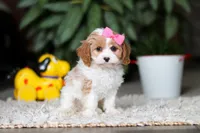 Rachelle, a female Cavapoo for sale in Dundee, OH – Photo 3 of 5
