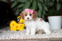 Rachelle, a female Cavapoo for sale in Dundee, OH – Photo 5 of 5