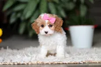 Rachelle, a female Cavapoo for sale in Dundee, OH – Photo 1 of 5