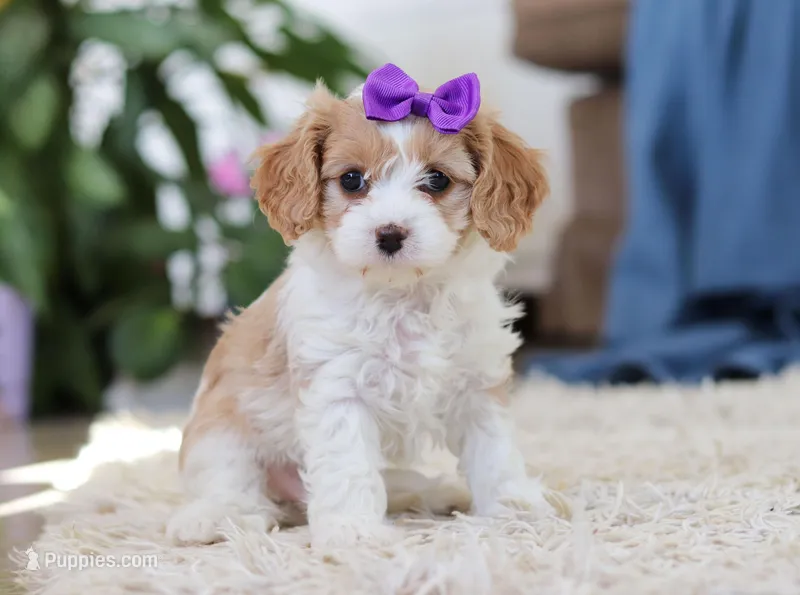 Zoey, a female Cavapoo for sale in Dundee, OH – Photo 1 of 6