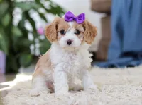 Zoey, a female Cavapoo for sale in Dundee, OH – Photo 1 of 6