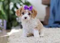 Zoey, a female Cavapoo for sale in Dundee, OH – Photo 4 of 6