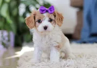 Zoey, a female Cavapoo for sale in Dundee, OH – Photo 3 of 6