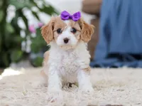 Zoey, a female Cavapoo for sale in Dundee, OH – Photo 2 of 6