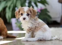 Zoey, a female Cavapoo for sale in Dundee, OH – Photo 5 of 6