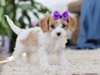 Zoey, a female Cavapoo for sale in Dundee, OH – Photo 6 of 6