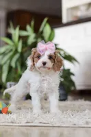 Rita, a female Cavapoo for sale in Dundee, OH – Photo 6 of 6