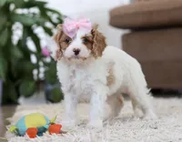 Rita, a female Cavapoo for sale in Dundee, OH – Photo 4 of 6