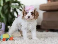 Rita, a female Cavapoo for sale in Dundee, OH – Photo 5 of 6