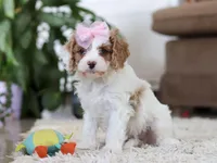 Rita, a female Cavapoo for sale in Dundee, OH – Photo 3 of 6