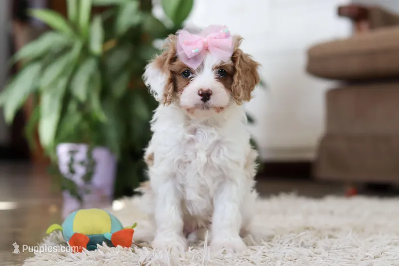 Rita, a female Cavapoo for sale in Dundee, OH – Photo 1 of 6