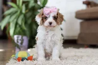 Rita, a female Cavapoo for sale in Dundee, OH – Photo 1 of 6