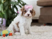 Rita, a female Cavapoo for sale in Dundee, OH – Photo 2 of 6