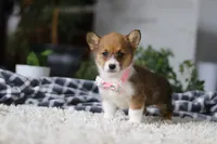 Chloe, a female Pembroke Welsh Corgi for sale in Dundee, OH – Photo 3 of 10