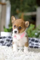 Chloe, a female Pembroke Welsh Corgi for sale in Dundee, OH – Photo 7 of 10