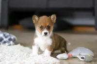 Chloe, a female Pembroke Welsh Corgi for sale in Dundee, OH – Photo 8 of 10