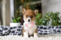 Chloe, a female Pembroke Welsh Corgi for sale in Dundee, OH – Photo 1 of 10