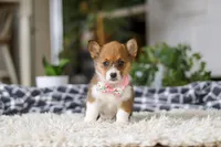 Chloe, a female Pembroke Welsh Corgi for sale in Dundee, OH – Photo 2 of 10