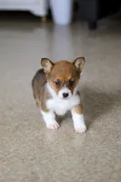 Chloe, a female Pembroke Welsh Corgi for sale in Dundee, OH – Photo 9 of 10