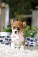 Chloe, a female Pembroke Welsh Corgi for sale in Dundee, OH – Photo 5 of 10