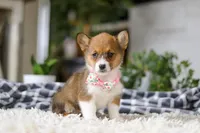 Chloe, a female Pembroke Welsh Corgi for sale in Dundee, OH – Photo 4 of 10