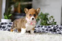 Chloe, a female Pembroke Welsh Corgi for sale in Dundee, OH – Photo 6 of 10