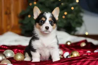 Angel, a female Pembroke Welsh Corgi for sale in Dundee, OH – Photo 1 of 7