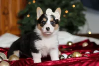 Angel, a female Pembroke Welsh Corgi for sale in Dundee, OH – Photo 6 of 7