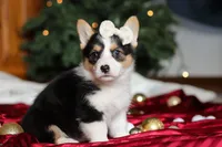 Angel, a female Pembroke Welsh Corgi for sale in Dundee, OH – Photo 4 of 7