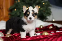 Angel, a female Pembroke Welsh Corgi for sale in Dundee, OH – Photo 5 of 7
