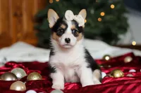 Angel, a female Pembroke Welsh Corgi for sale in Dundee, OH – Photo 3 of 7